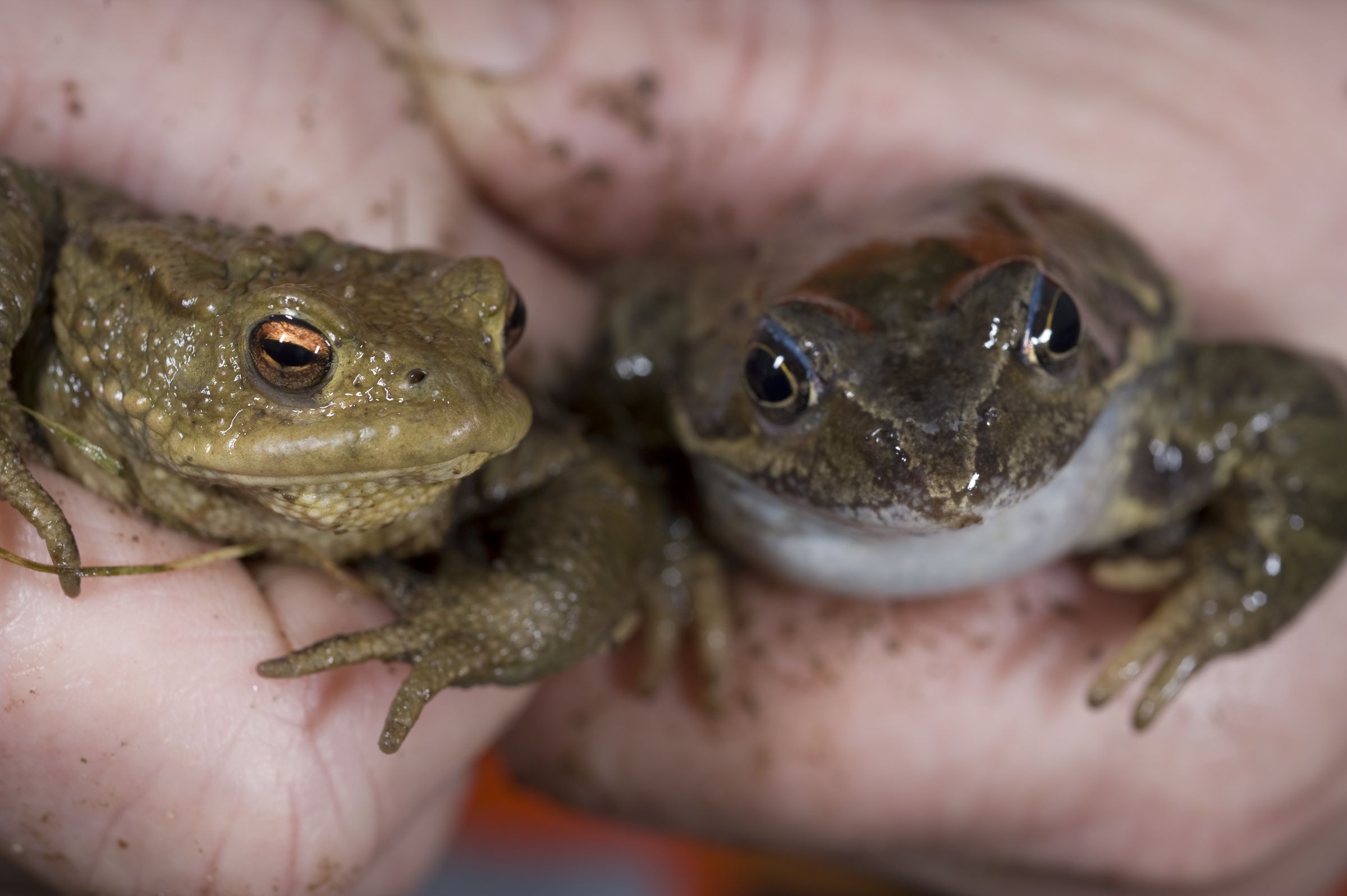 Frosch und Kröte_ Foto: Thomas Stephan