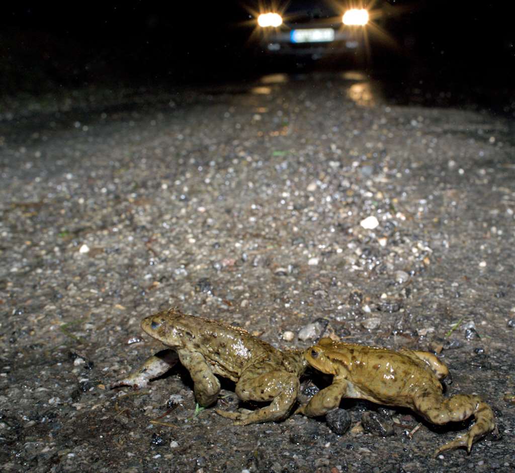 Foto: Herbert Stadelmann